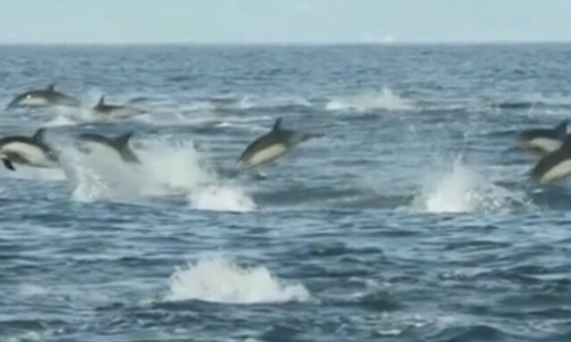 image: Denne videoen er det fineste du vil se i dag